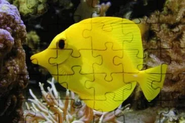 Pez Amarillo