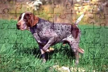 Bracco di burgos jigsaw puzzle