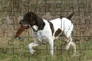Bracco francese tipo gascogne jigsaw puzzle