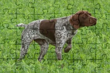 Bracco francese tipo pirenei jigsaw puzzle
