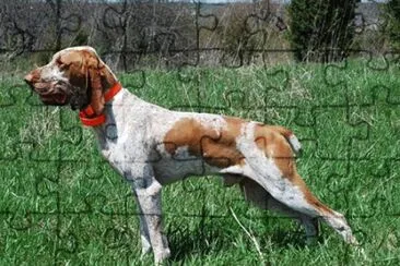 Bracco italiano jigsaw puzzle