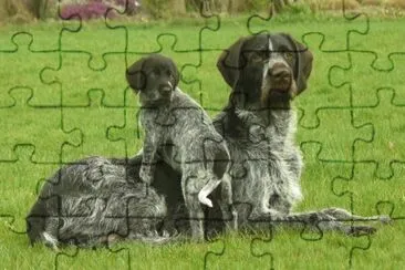 Da ferma boemo a pelo ruvido jigsaw puzzle