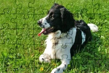 Stabyhound jigsaw puzzle
