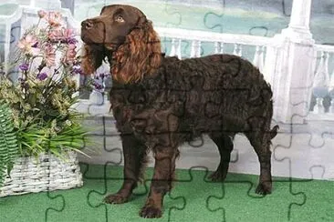 American water spaniel jigsaw puzzle