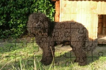 Barbet jigsaw puzzle