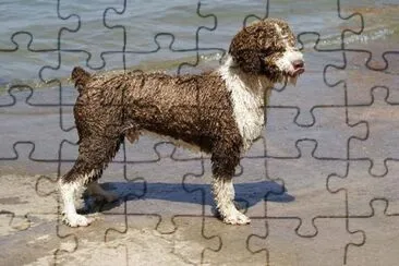 Cao di agua jigsaw puzzle