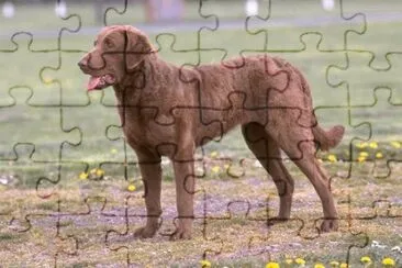 Chesa peacke bay retriever jigsaw puzzle