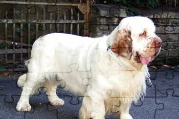 Clumber spaniel jigsaw puzzle