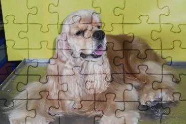 Cocker americano jigsaw puzzle