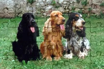 Cocher spaniel inglese jigsaw puzzle