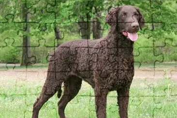 Curly coated retriever jigsaw puzzle