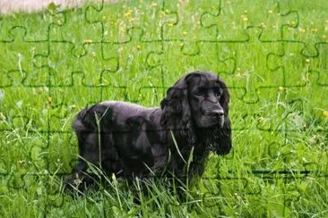 Field spaniel jigsaw puzzle