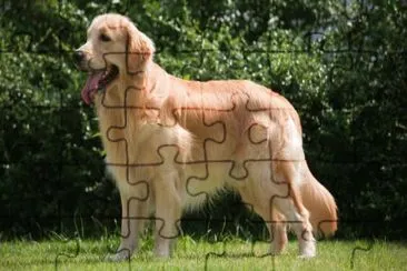Golden retriever jigsaw puzzle