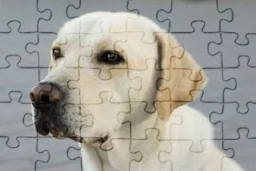 Labrador retriever jigsaw puzzle