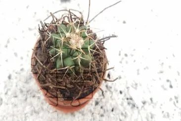 Cactus