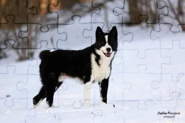 Da orso della carelia jigsaw puzzle
