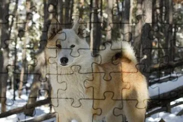 Laika della siberia occidentale jigsaw puzzle