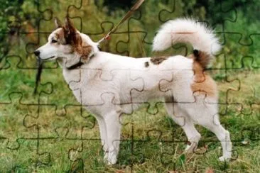 Laika della siberia orientale jigsaw puzzle