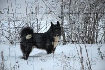 Laika ruso europea jigsaw puzzle