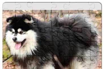 Lapinkoira jigsaw puzzle