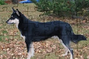Lapinporokoira jigsaw puzzle