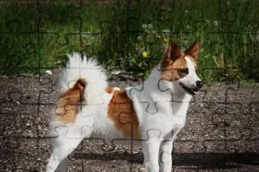 Norbottenspets jigsaw puzzle