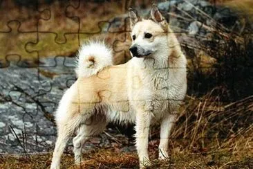 Norsk bohund jigsaw puzzle
