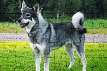Norsk elghund grigio jigsaw puzzle
