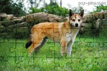 Norsk lundehund jigsaw puzzle