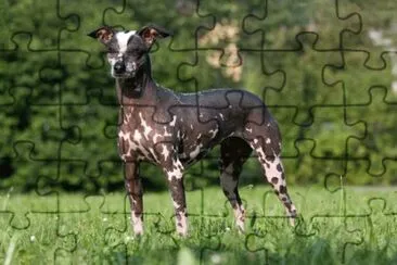 Perro sin pilo del peru jigsaw puzzle