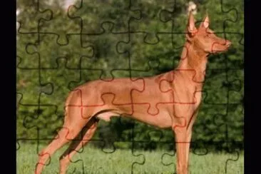 Pharaon hound jigsaw puzzle