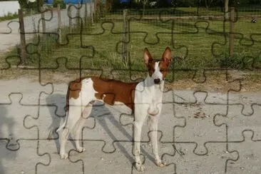 Podenco ibecenco jigsaw puzzle