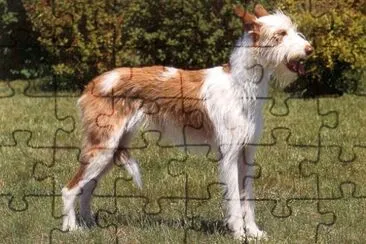 Podenco ibecenco a pelo duro jigsaw puzzle