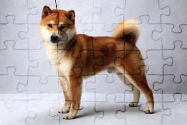 Shiba