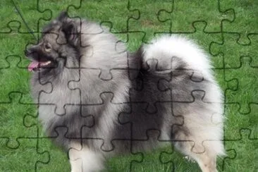Tedesco wolfspitz