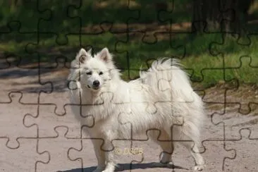 Tedesco grossspitz