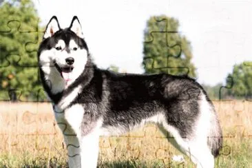 Siberian husky