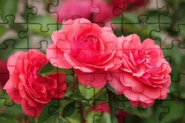 çŽ«ç‘°èŠ±