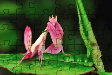 è˜­èŠ±èž³èž‚ jigsaw puzzle