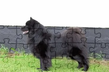Svensk lapphund jigsaw puzzle