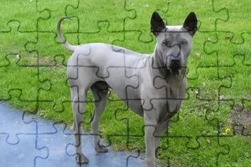 Thai ridgeback jigsaw puzzle