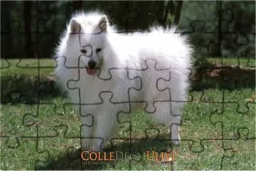 Volpino italiano bianco jigsaw puzzle