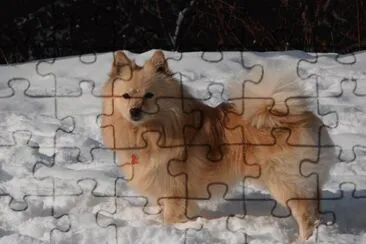 Volpino italiano rosso jigsaw puzzle