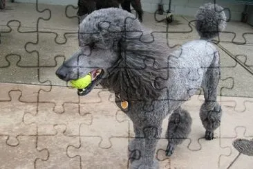 פאזל של Barbone grande mole grigio