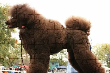 Barbone grande mole marrone jigsaw puzzle