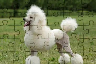Barbone media mole bianco jigsaw puzzle