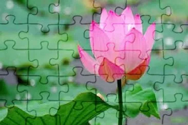 Flor