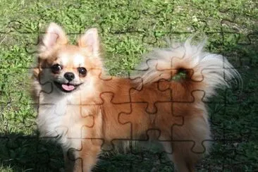 Chihuahua a pelo lungo