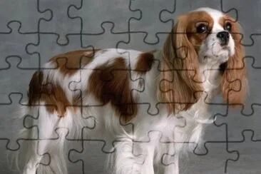 Cavalier king