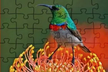 Colored Bird jigsaw puzzle